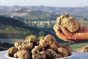 Wine Tasting Barolo